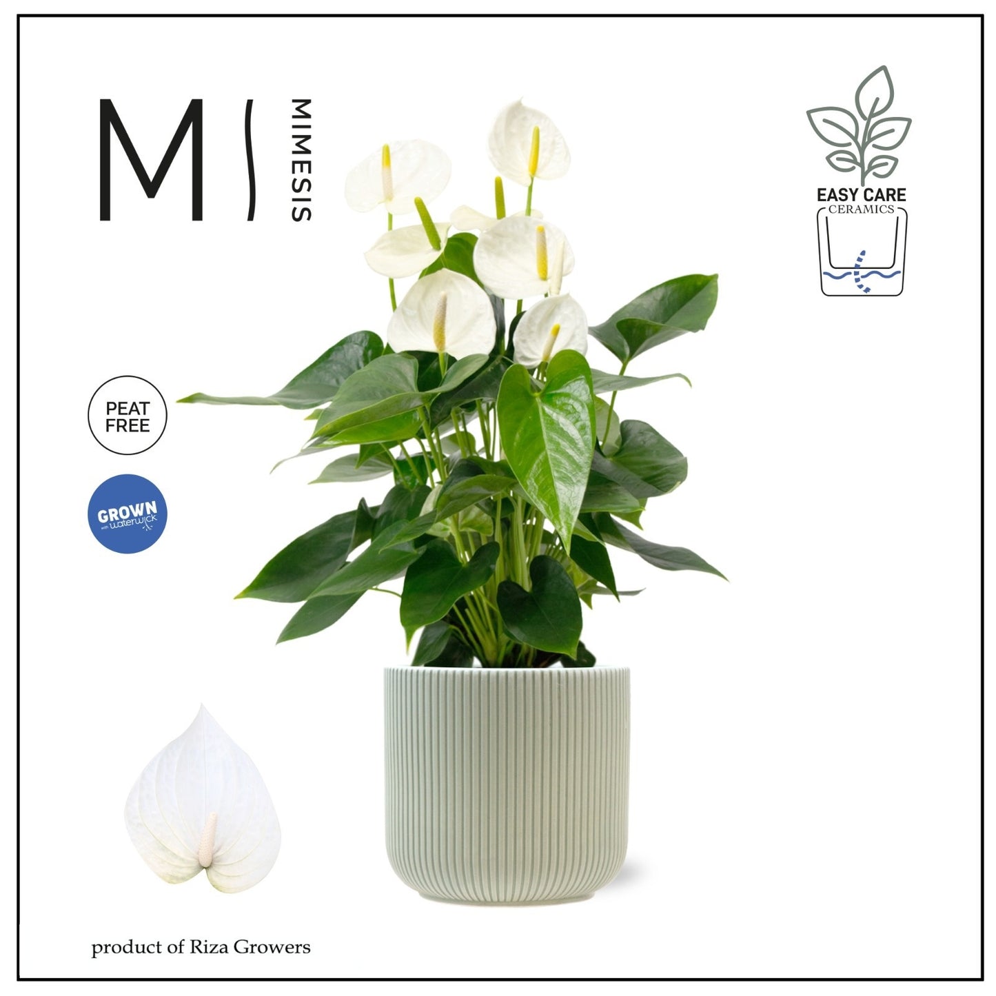 Riza Karma Plants Anthurium Karma White Pack of 2