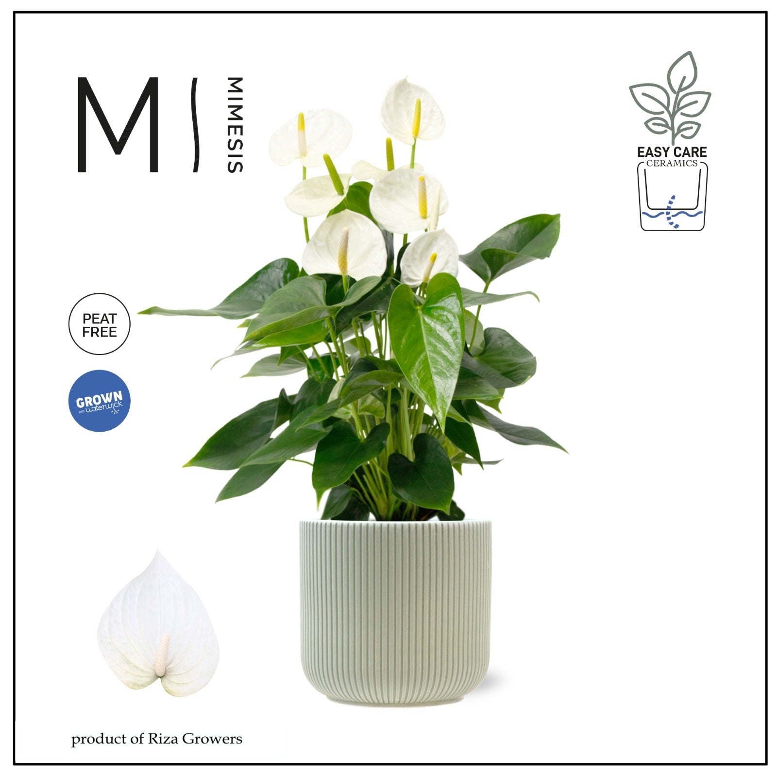 Riza Karma Plants Anthurium Karma White Pack of 2