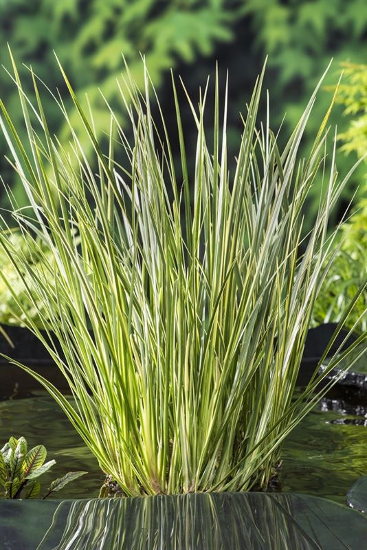 Waterplkw R. Moerings Acorus calamus Pack of 3