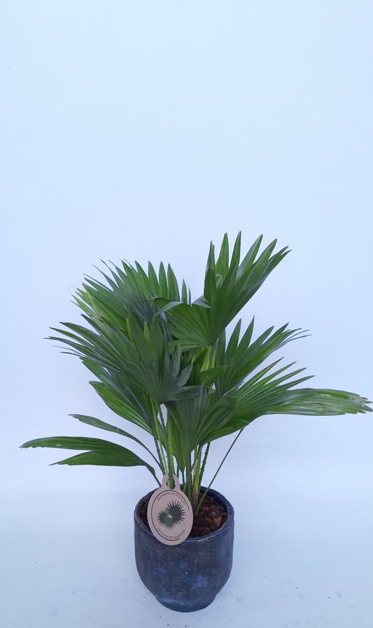 Livistona rotundifolia 45cm 15cm Pot