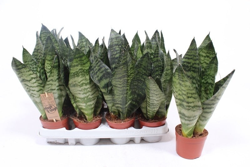 Fachjan BV Sansevieria Zeylanica Pack of 12