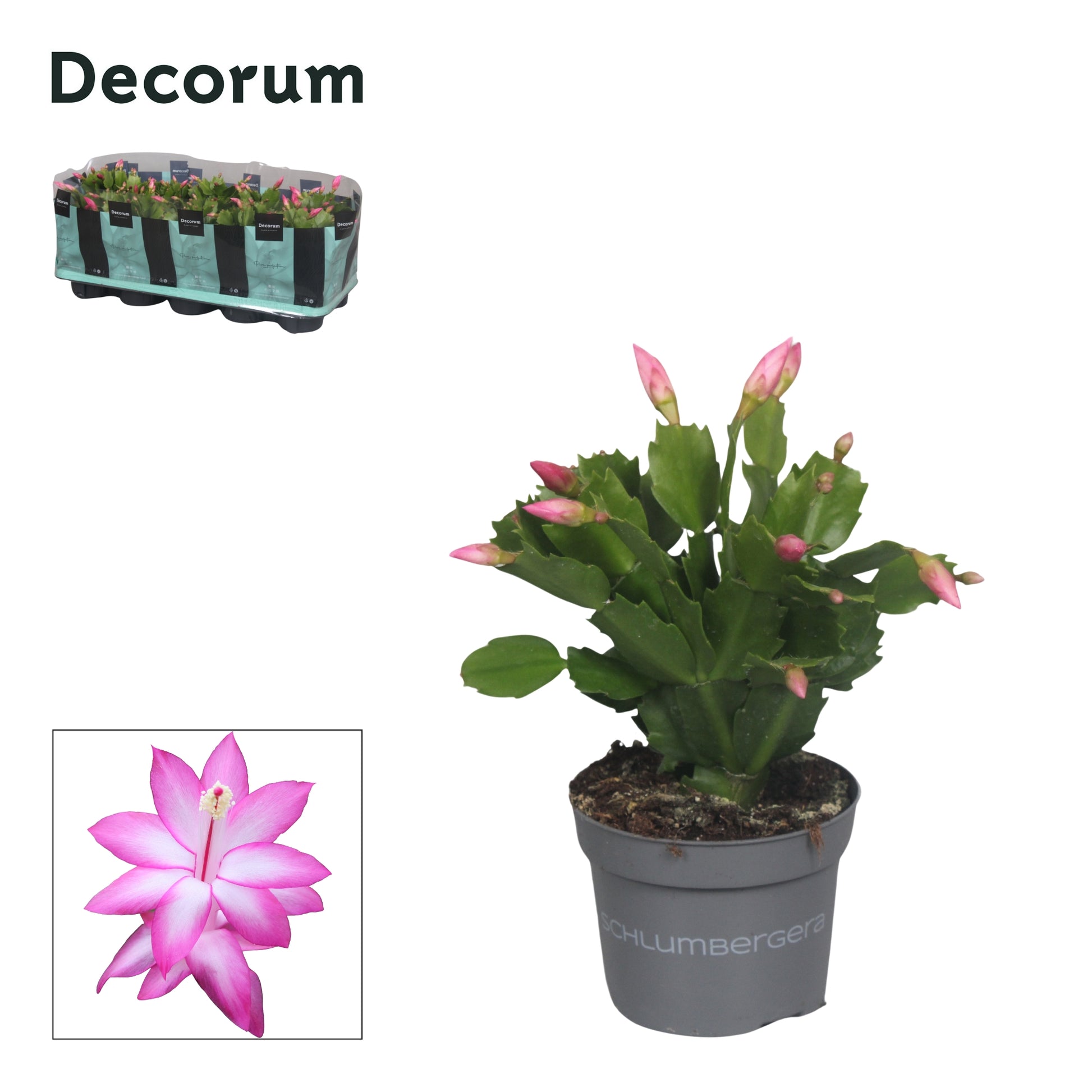 Schlumbergera Dark Eva 20cm 10.5cm Pot