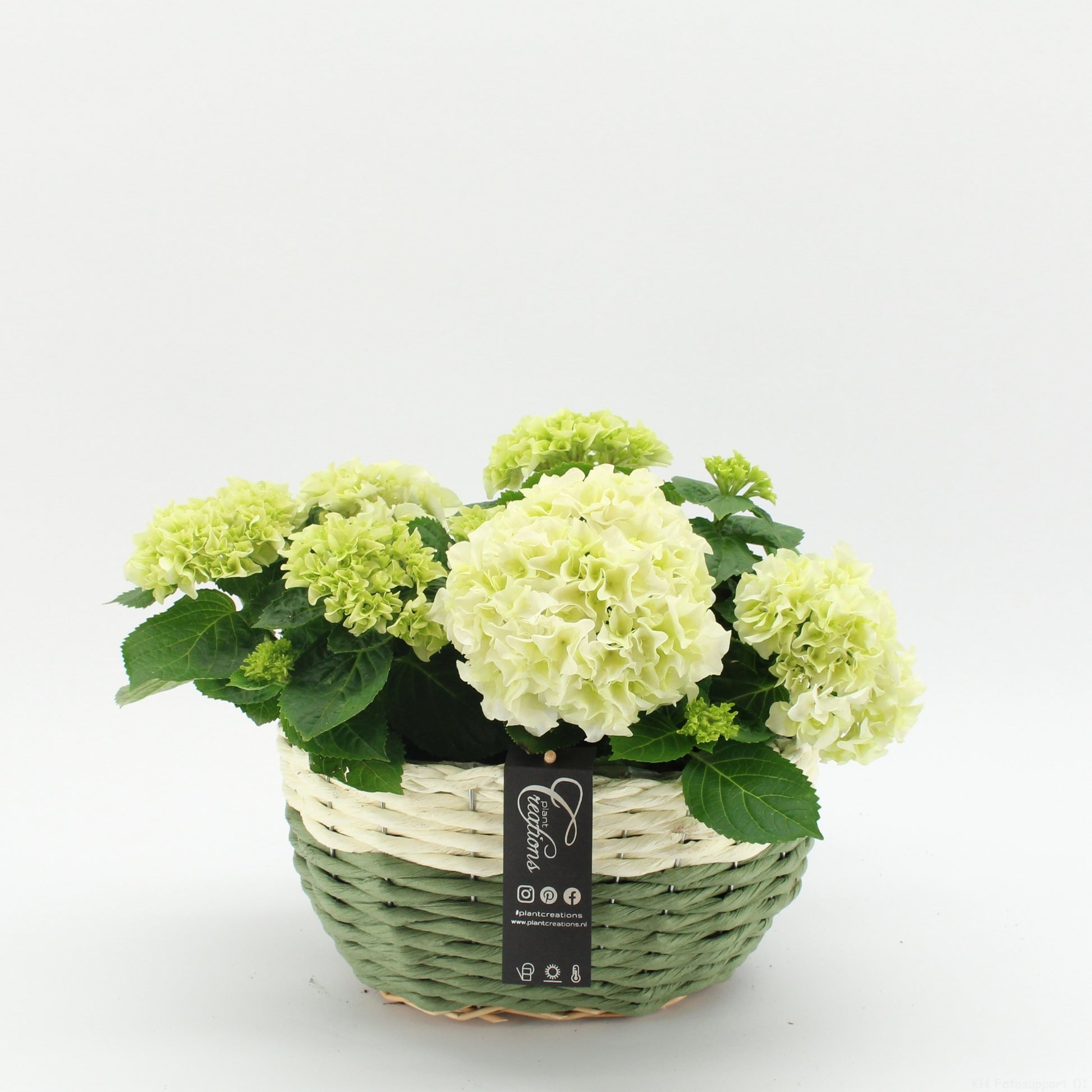 KHCR-2621W Hydrangea creatie 35cm 27cm Pot