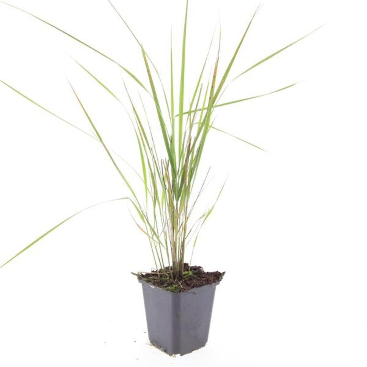 Calamagrostis Karl Foerster 5cm 9cm Pot