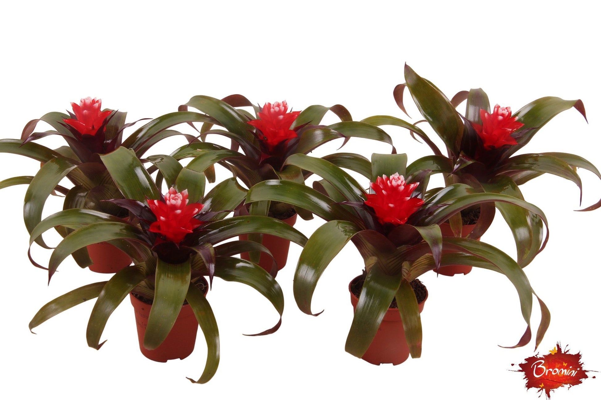 Guzmania Priscilla 15cm 505cm Pot