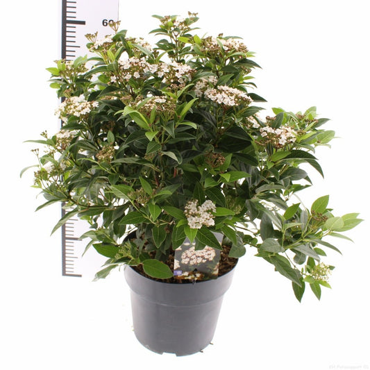 Viburnum tinus 35cm 26cm Pot