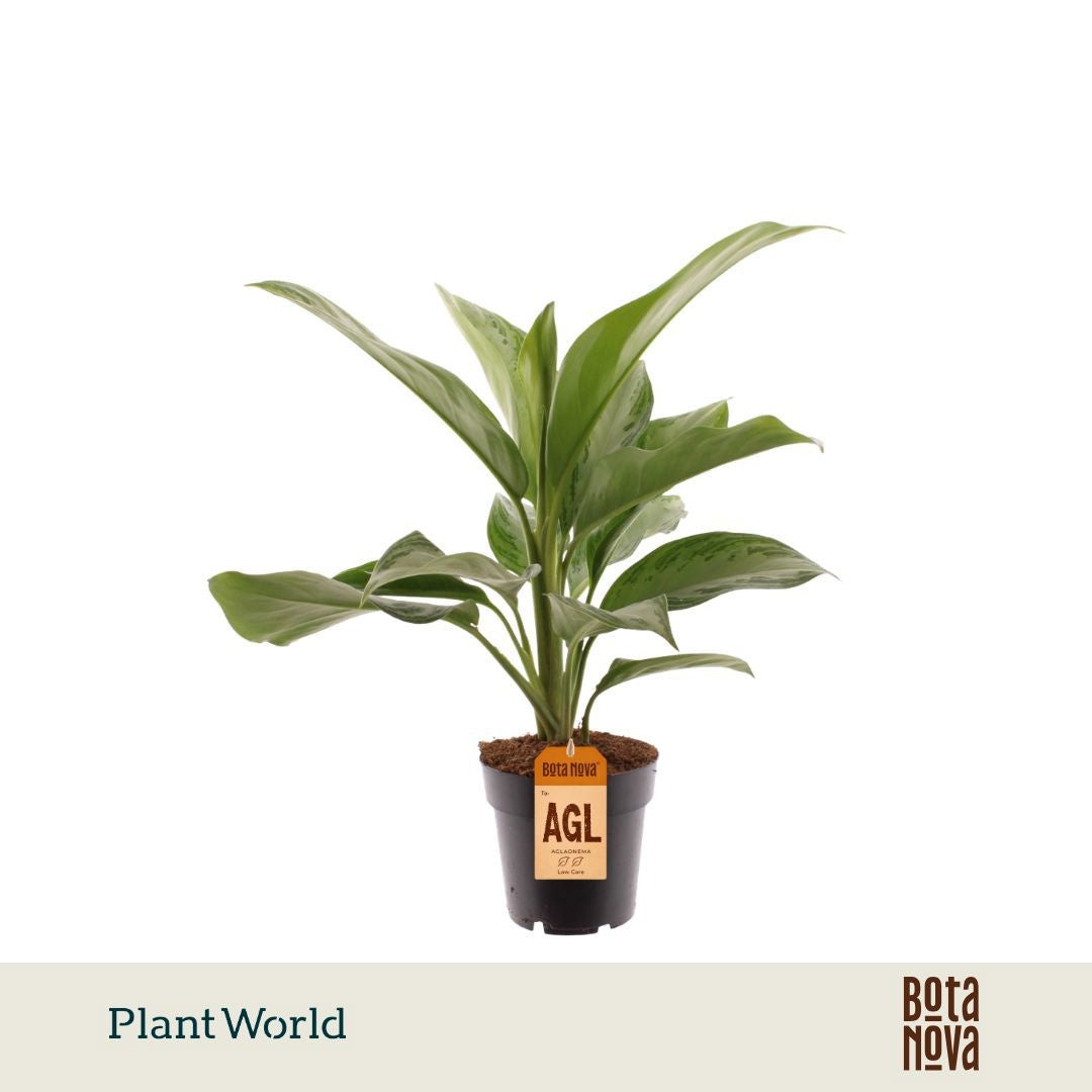 Plantworld Jogrow Aglaonema Silver Bay Pack of 7