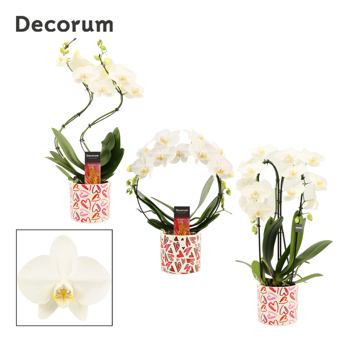 Phalaenopsis white 45cm 12cm Pot