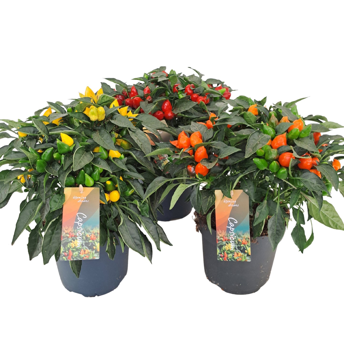 Capsicum ann. Mambo mix 33cm 17cm Pot