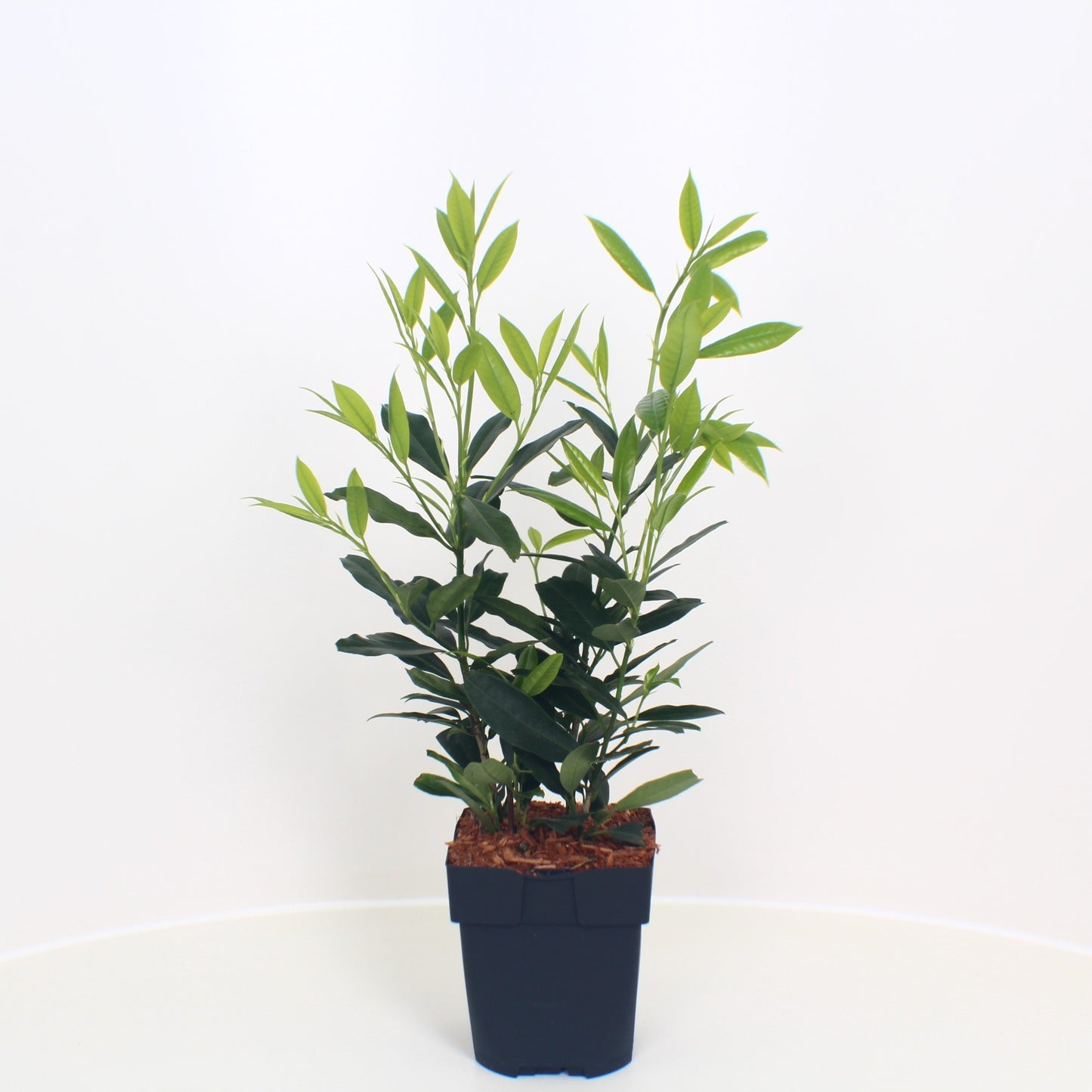 Prunus Herbergii 40cm 17cm Pot