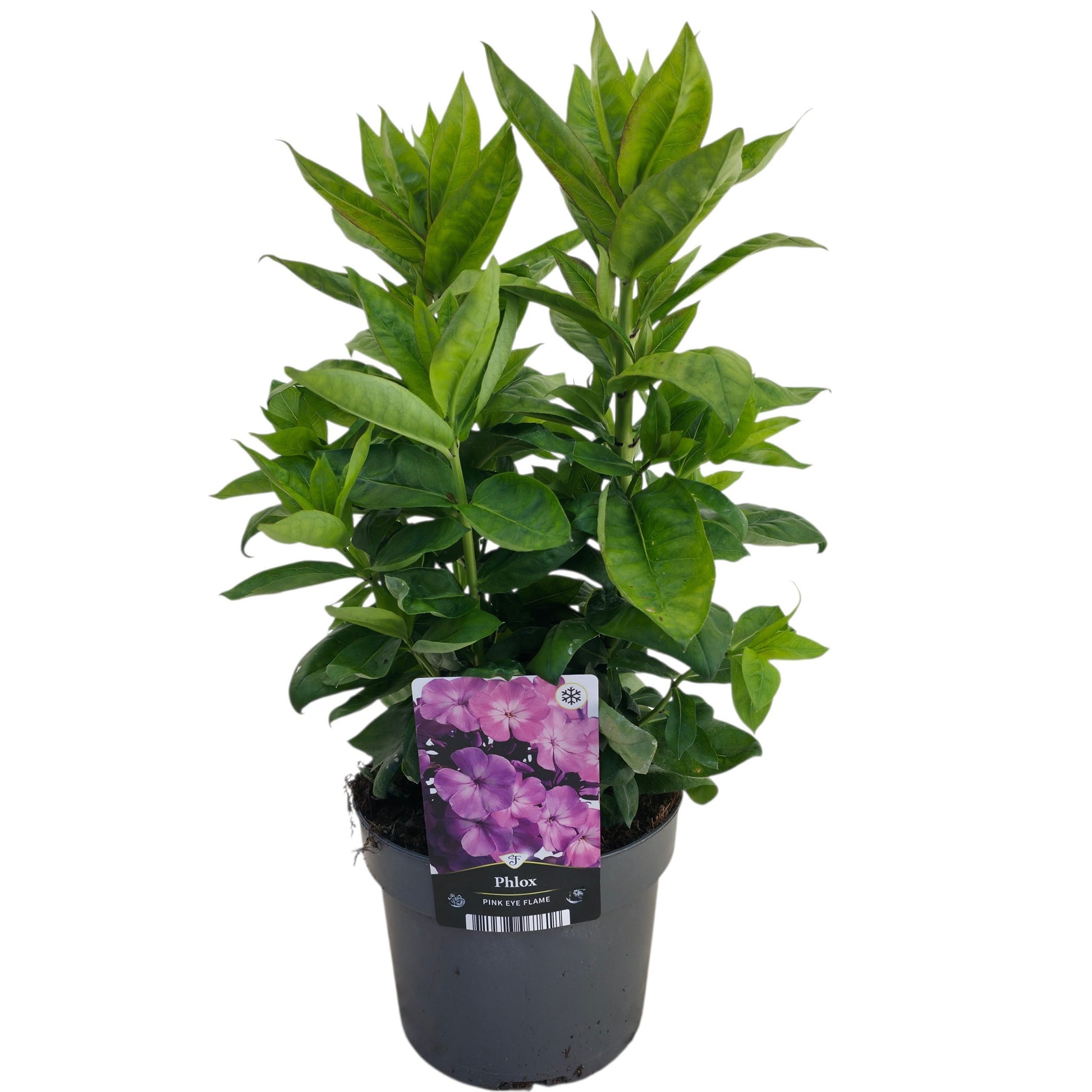 Phlox Pink Eye Flame 50cm 17cm Pot
