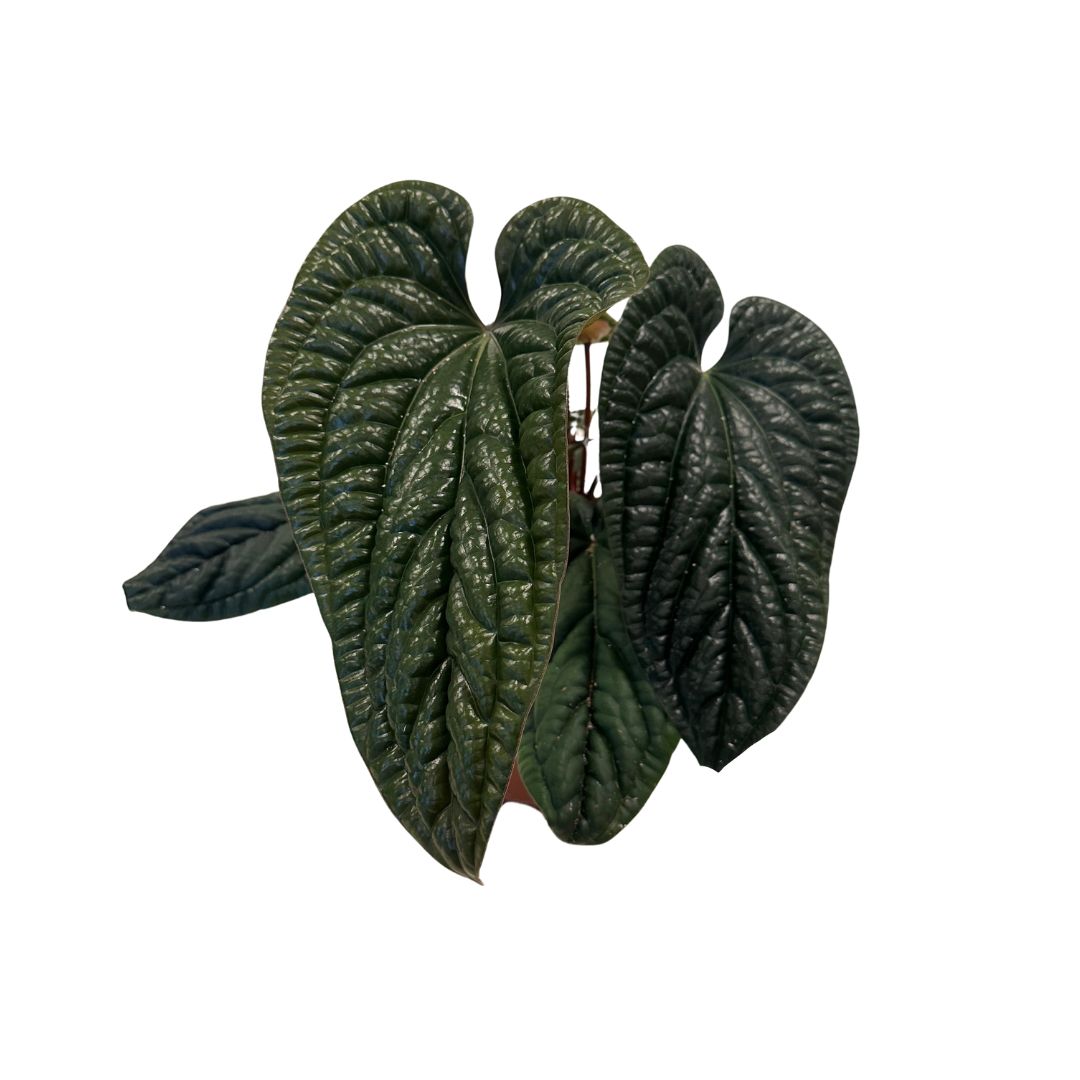 Anthurium andraeanum 40cm 21cm Pot