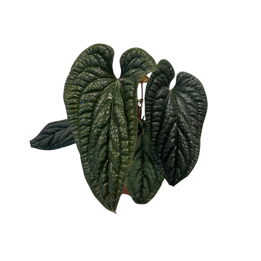 Anthurium andraeanum 40cm 21cm Pot