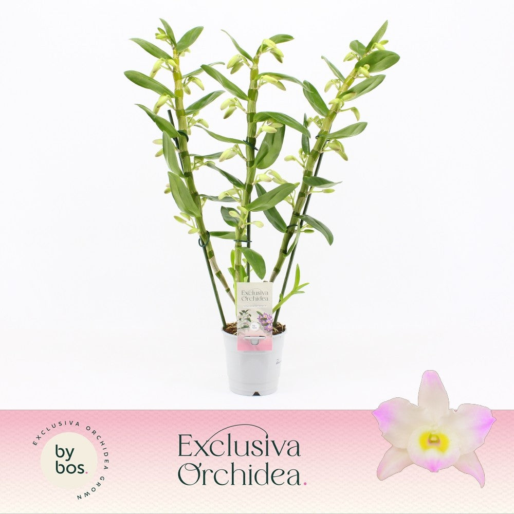 Dendrobium Kumiko 50cm 12cm Pot