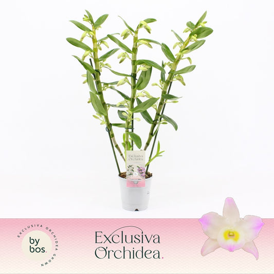 Dendrobium Kumiko 50cm 12cm Pot