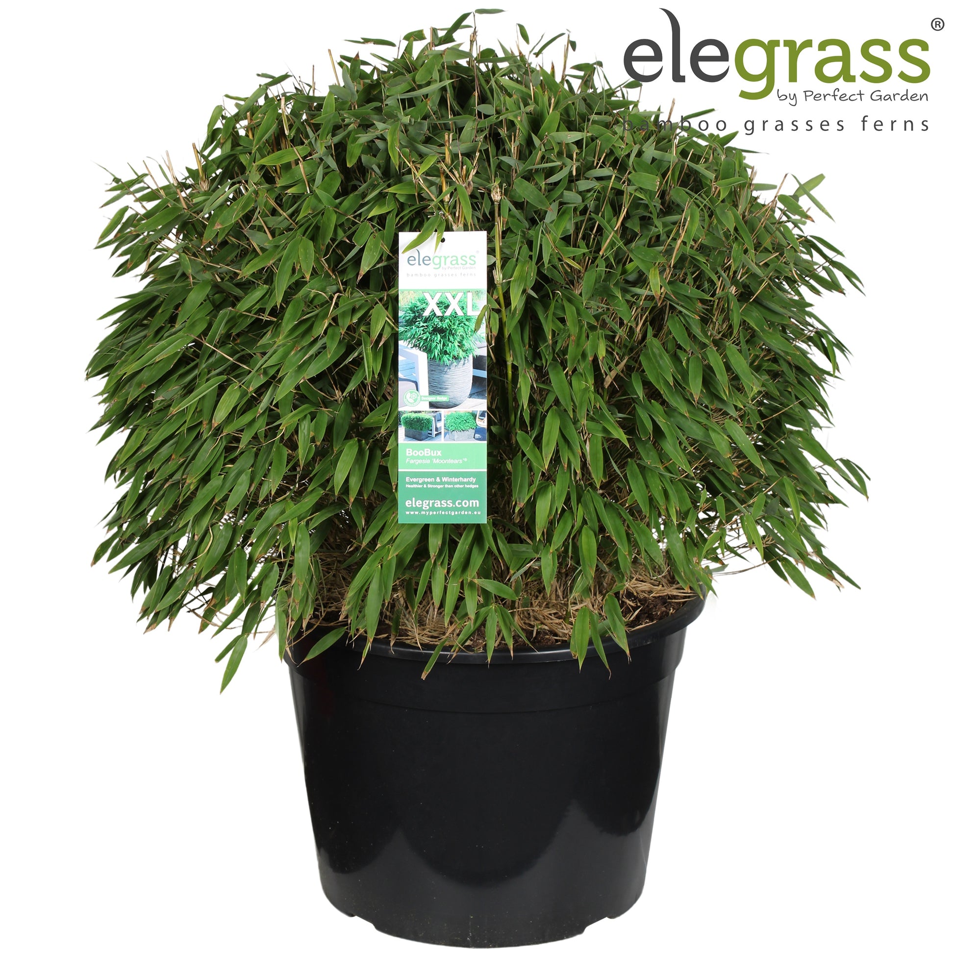 Fargesia murieliae 80cm 46cm Pot