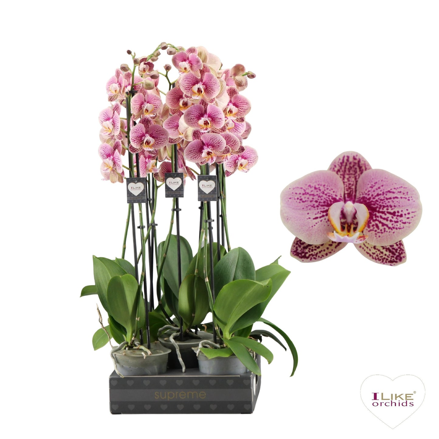 Phalaenopsis pink 75cm 12cm Pot