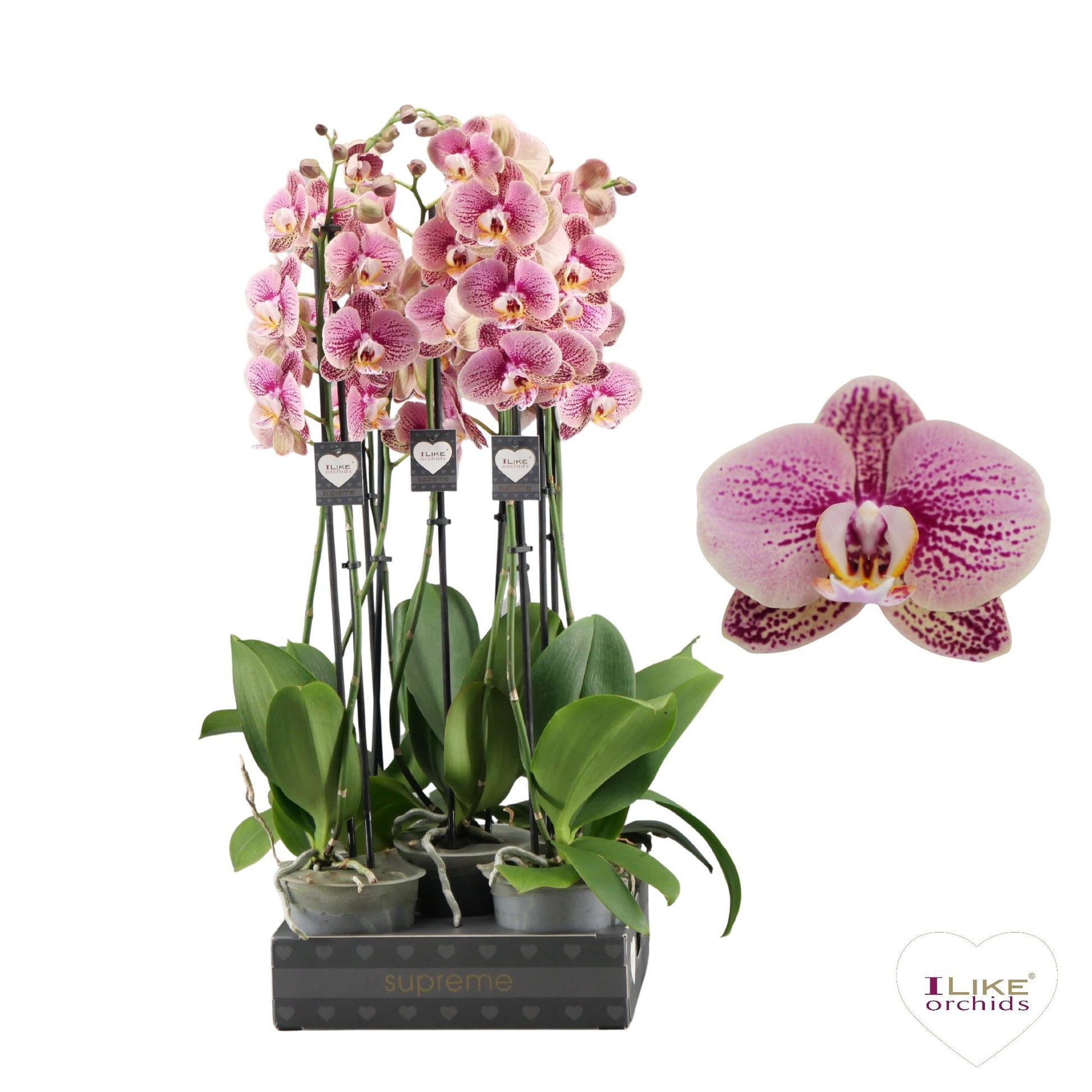Phalaenopsis pink 75cm 12cm Pot