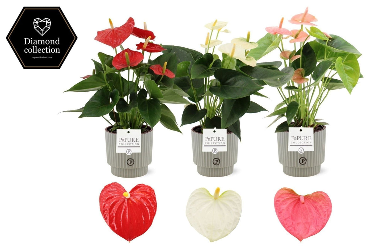 Anthurium mix 40cm 12cm Pot