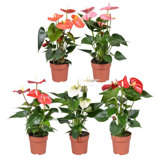 Anthurium mix 40cm 12cm Pot