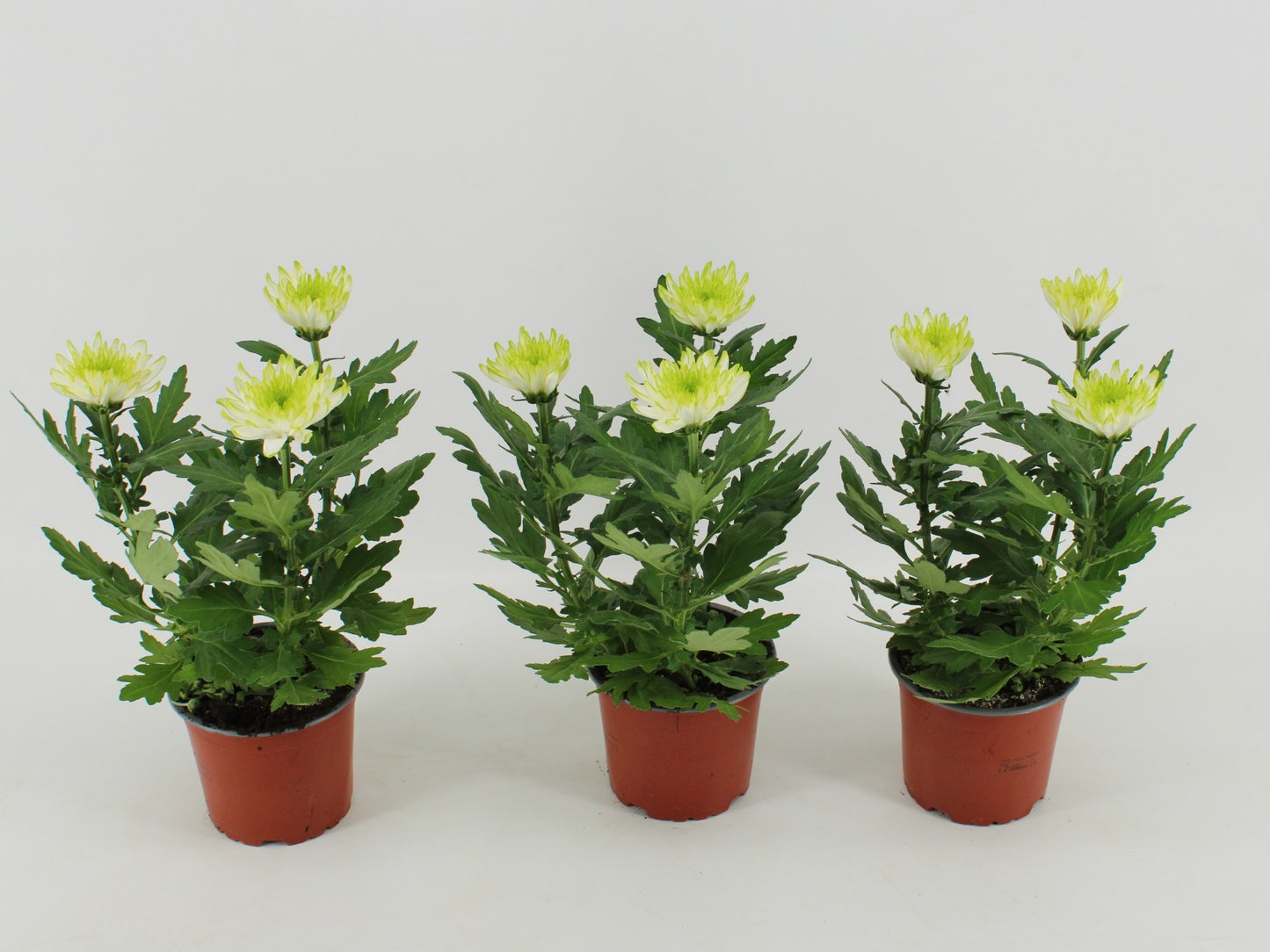 Chrysanthemum Zembla lime 30cm 12cm Pot