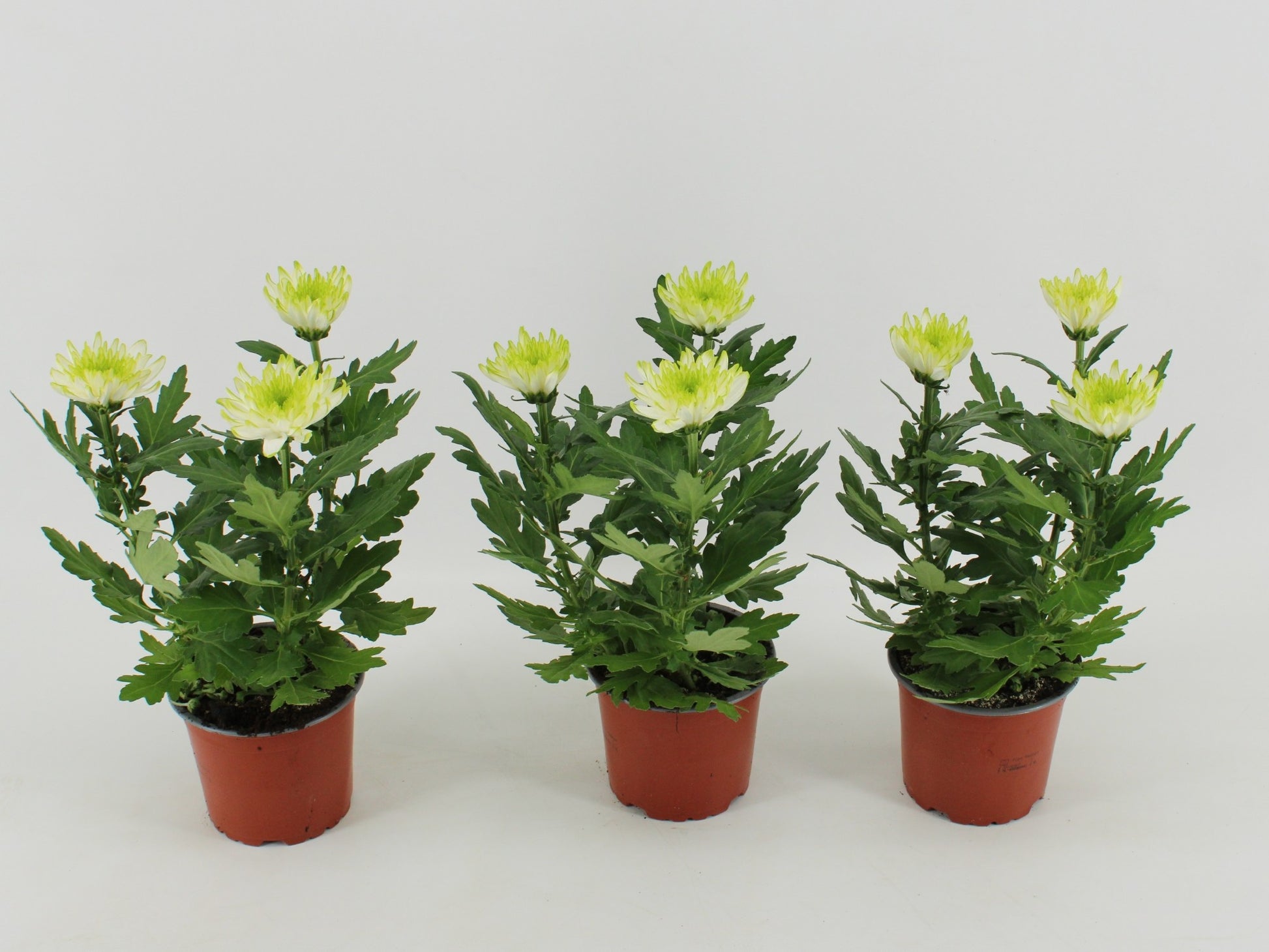 Chrysanthemum Zembla lime 30cm 12cm Pot