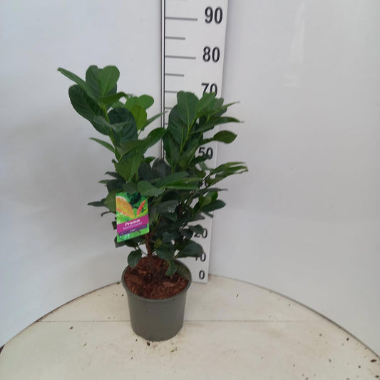 Prunus Etna 65cm 23cm Pot