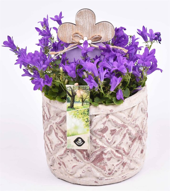 arr. Kamerplant JSKAM-2223 14cm Pot