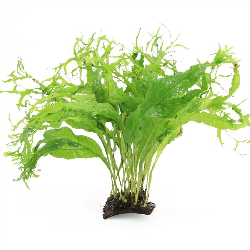 Microsorium pteropus 5cm 2cm Pot