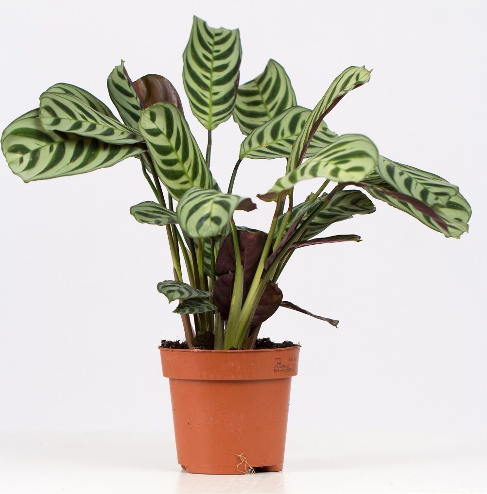 Pure Collection Ctenanthe burle-marxii Pack of 6