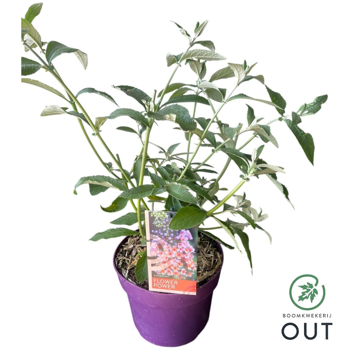 Buddleja davidii mix 50cm 19cm Pot