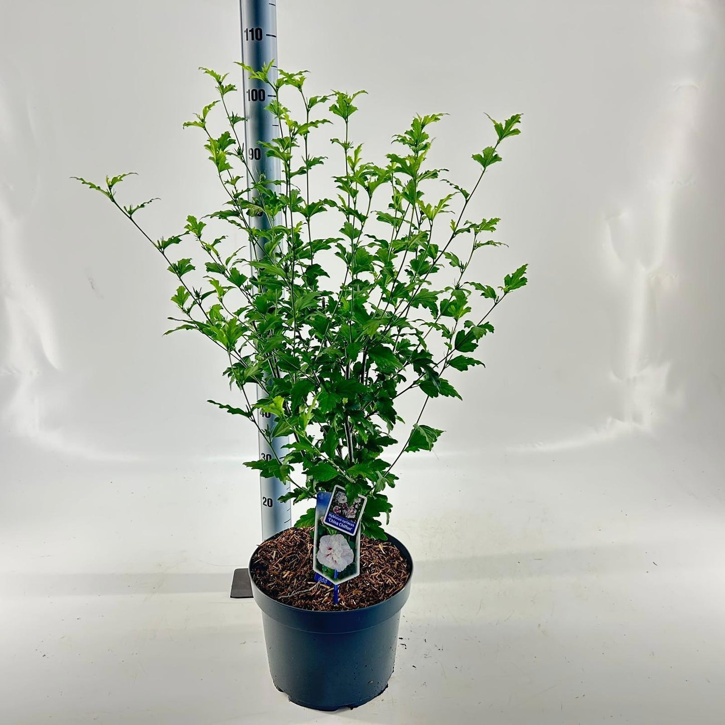 Hibiscus syriacus mix 90cm 29cm Pot