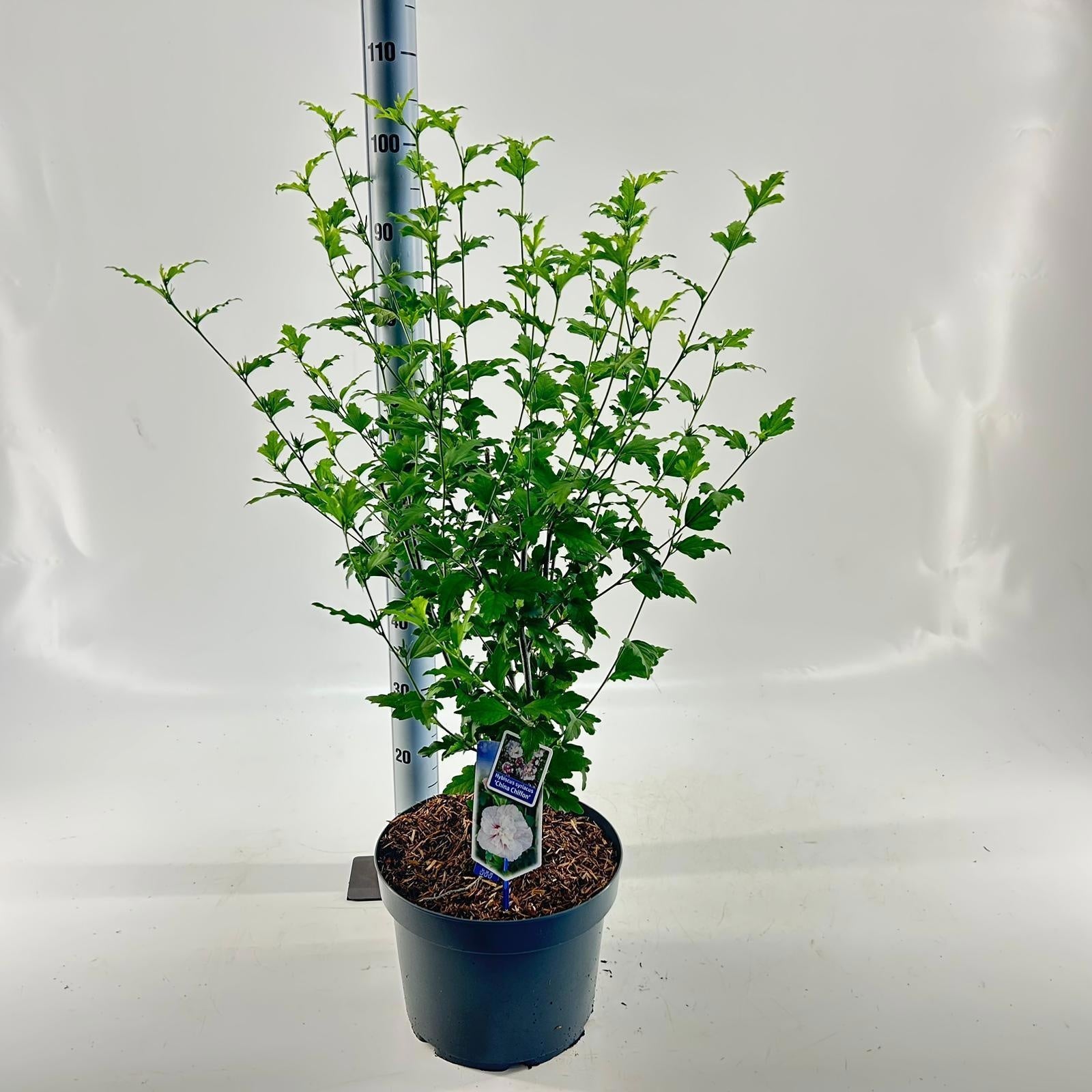 Hibiscus syriacus mix 90cm 29cm Pot