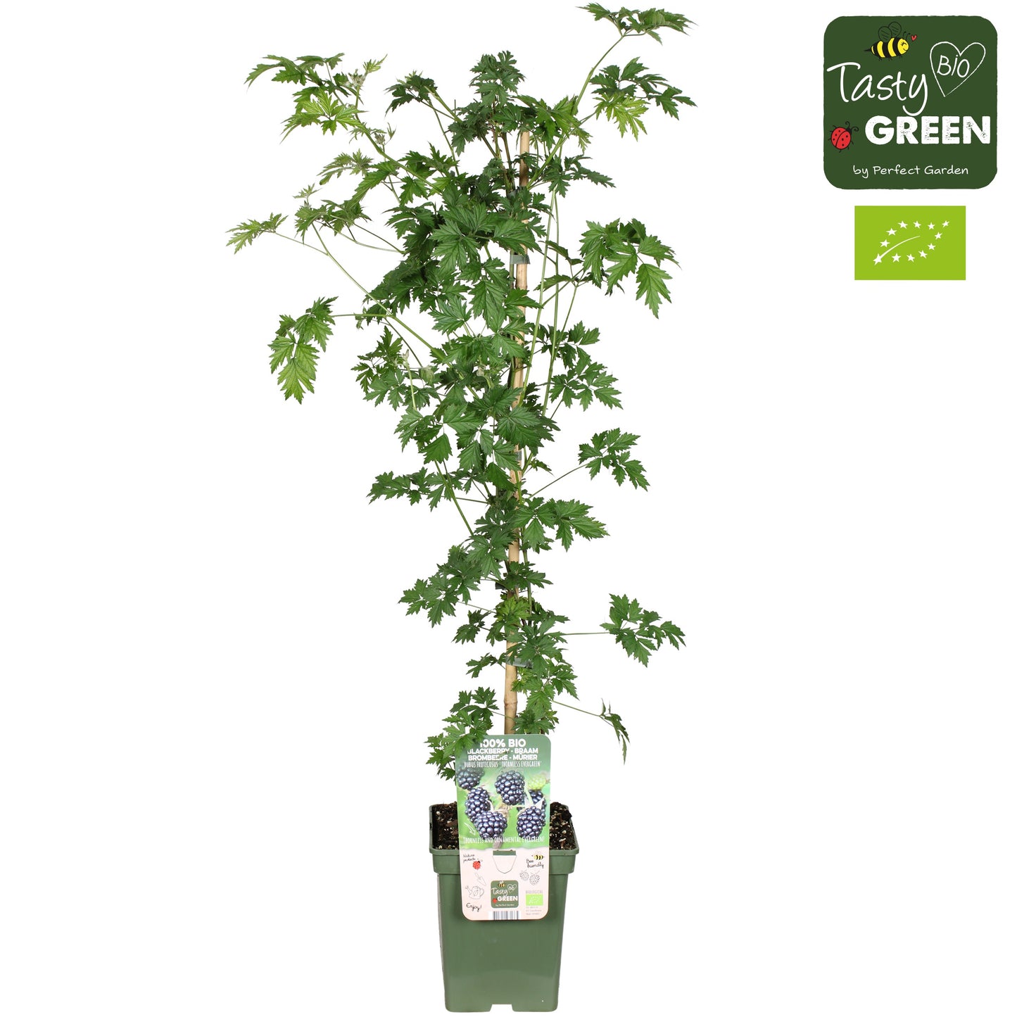 Rubus ("Blackberry") Thornless Evergreen 100cm 23cm Pot