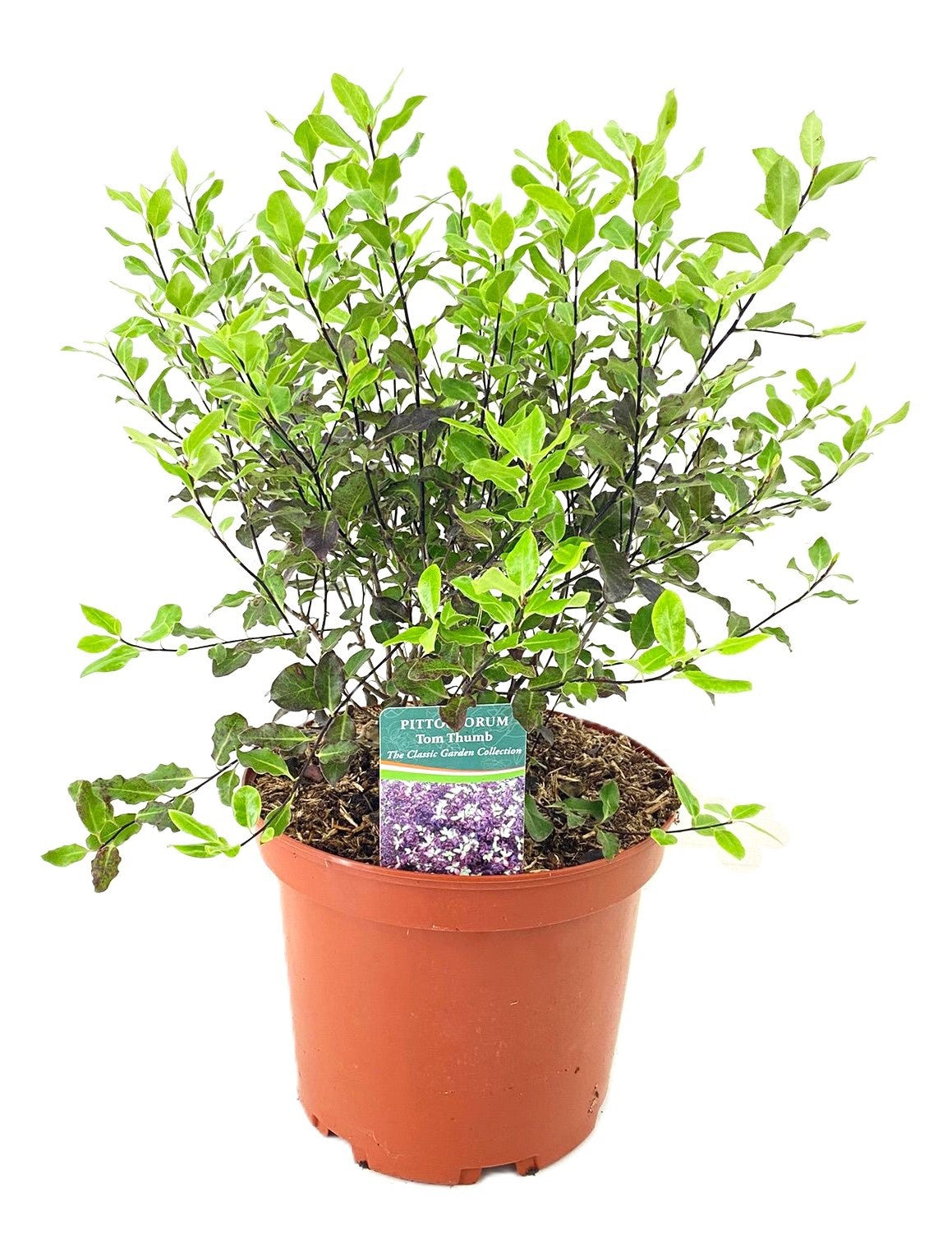 Tetrapanax papyrifer 'Rex' 60cm 24cm Pot