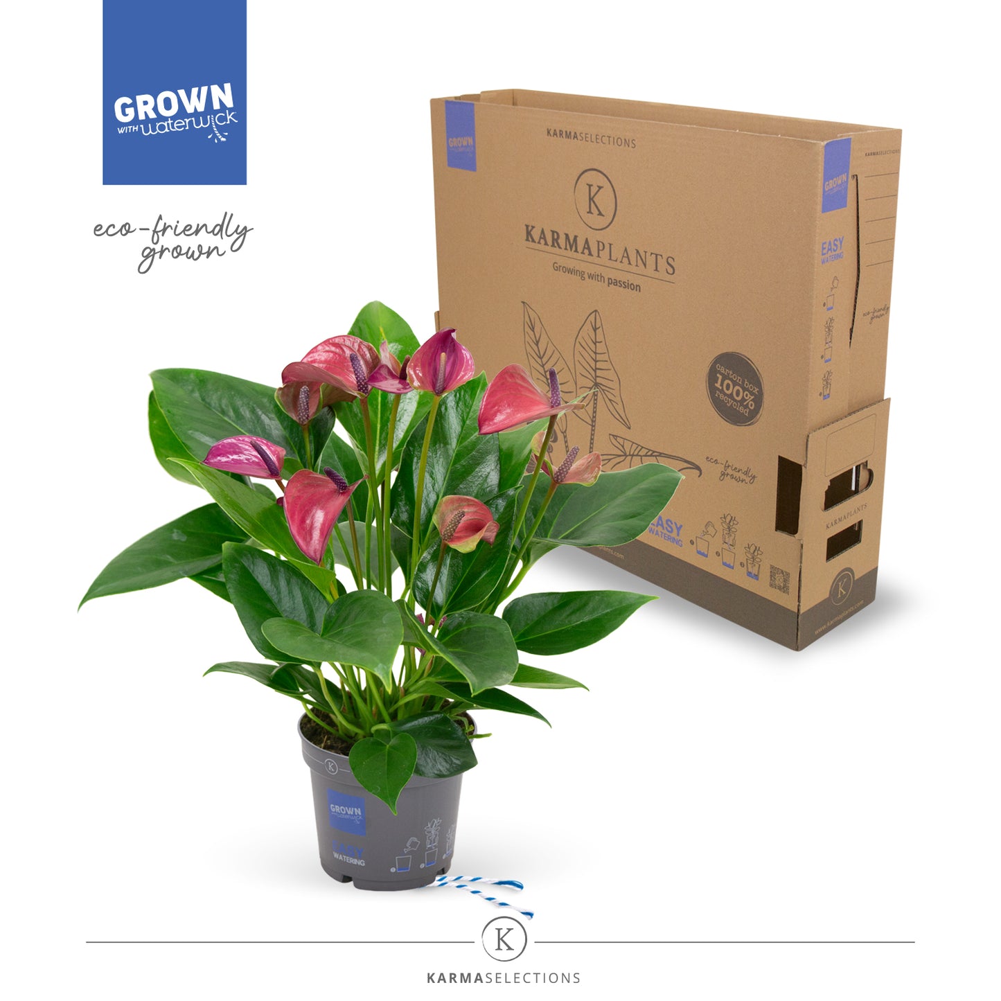 Riza Karma Plants Anthurium Karma Purple Pack of 5