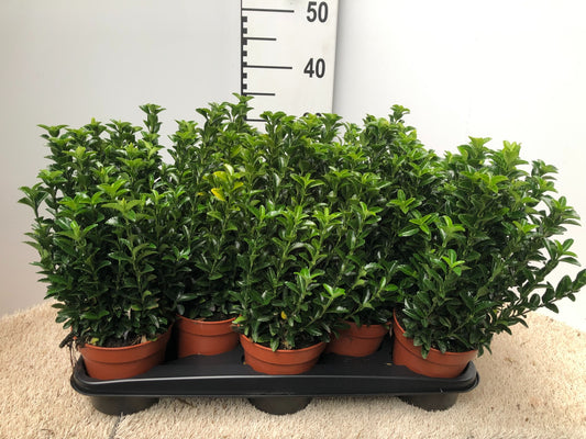 Euonymus Green Rocket 30cm 13cm Pot