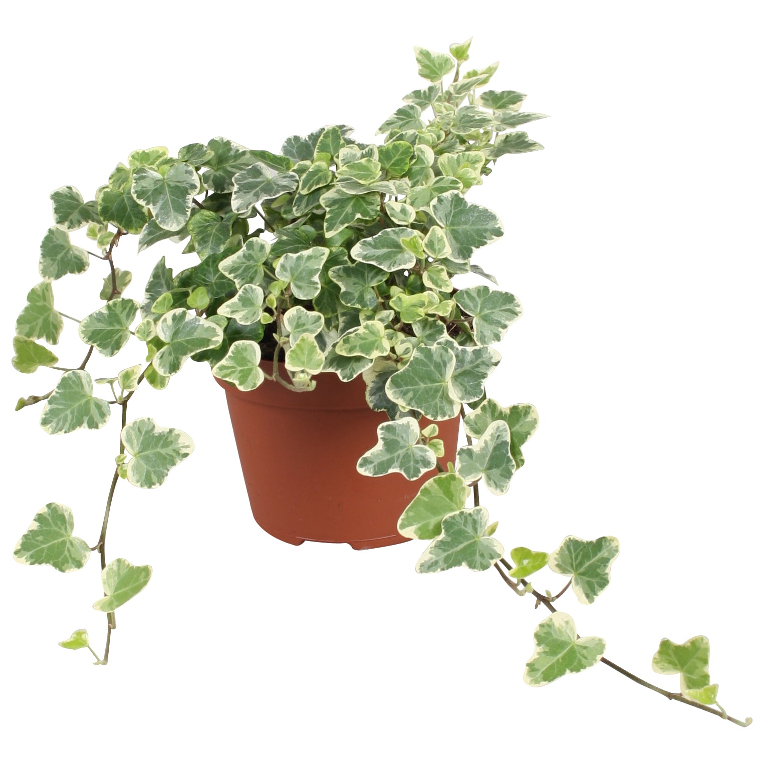Vireo-Hedera plant BV Hedera White Wonder Pack of 8
