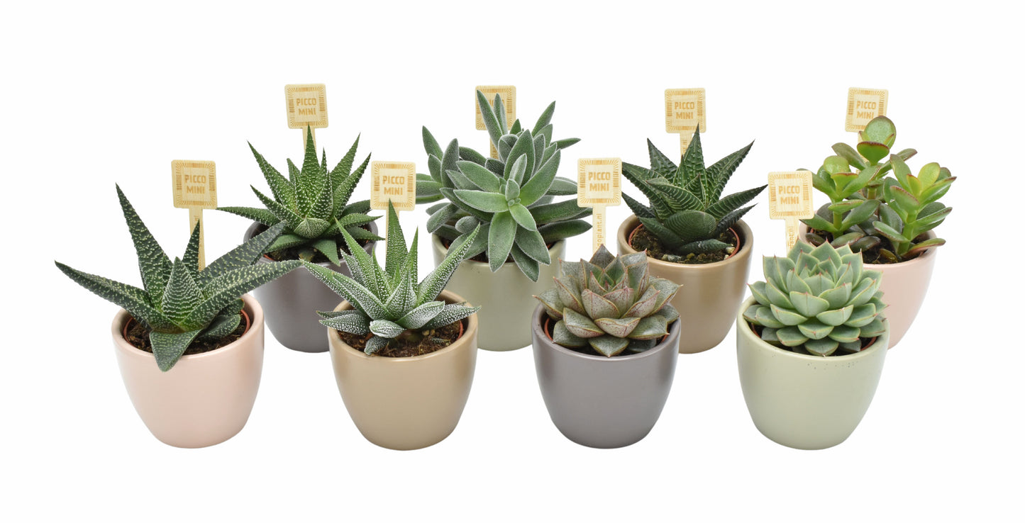 Succulenten mix (+ drp.magnetic) 9cm 7cm Pot