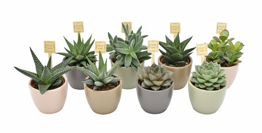 Succulenten mix (+ drp.magnetic) 9cm 7cm Pot
