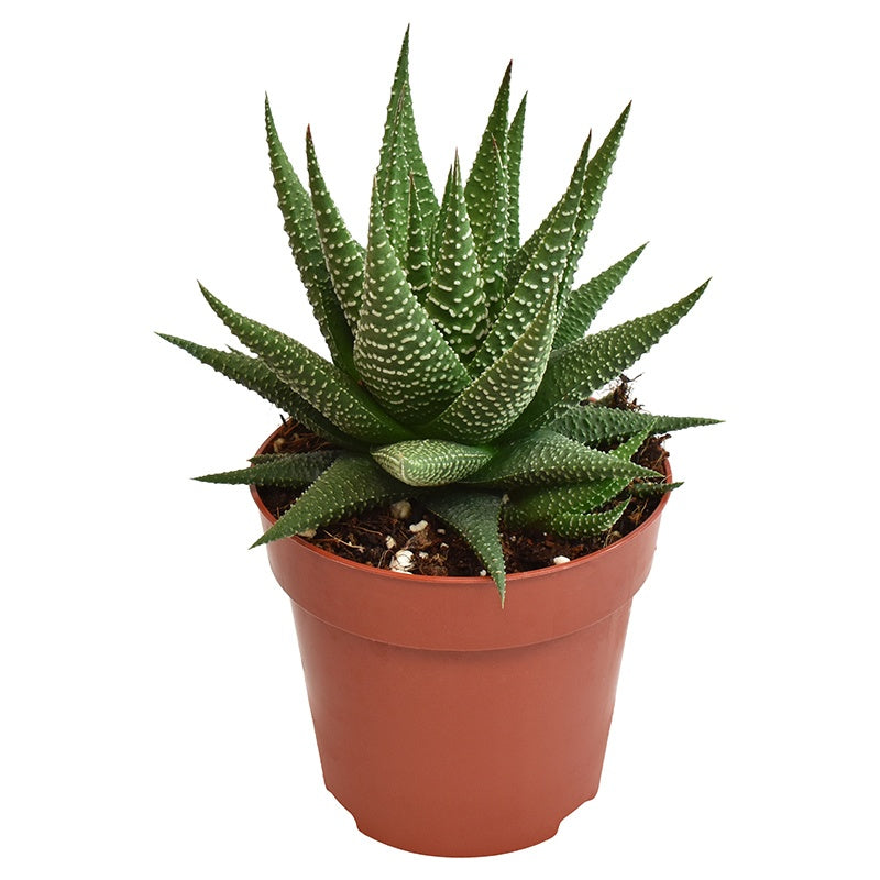 Haworthia Universe 12cm Special Pot (508)