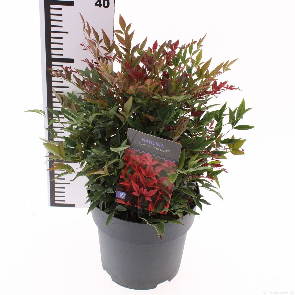 Nandina domestica Obsessed 55cm 19cm Pot