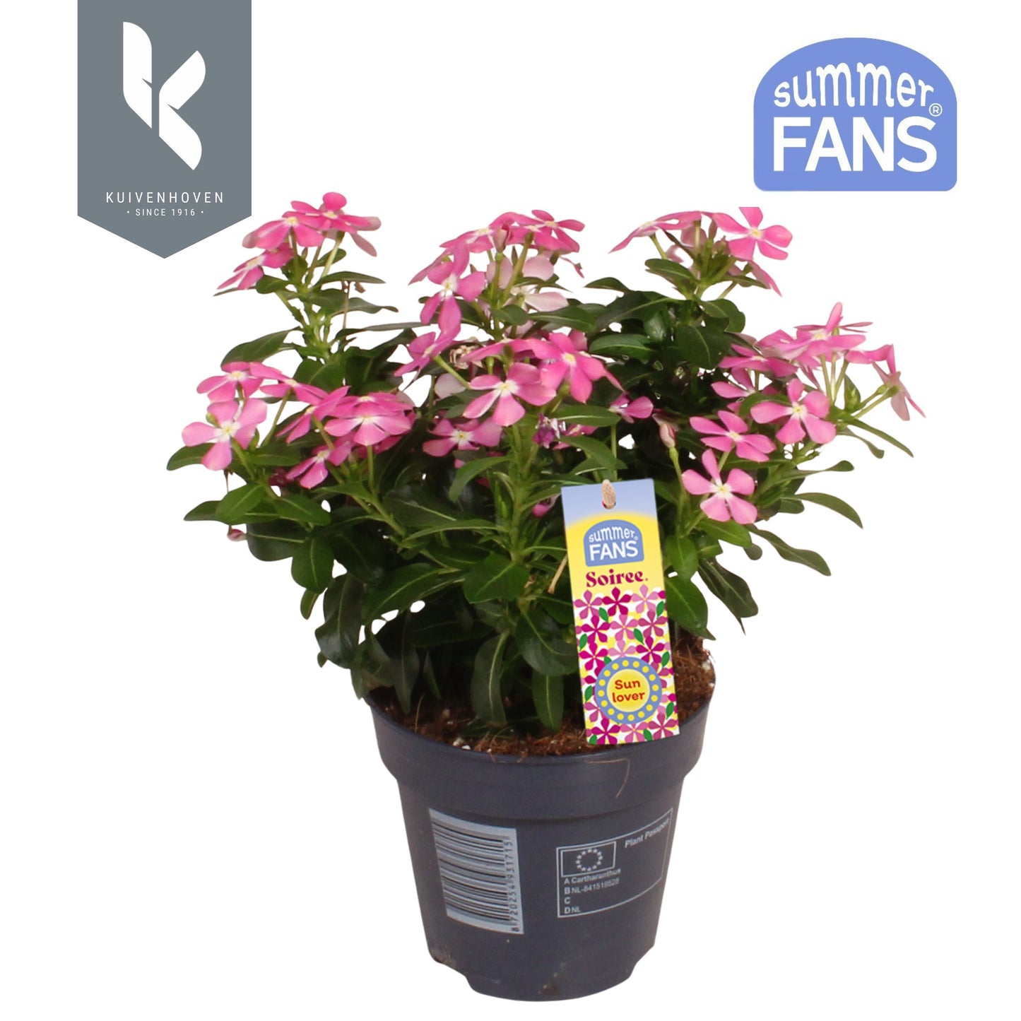 Catharanthus Soirée Pink White Eye 22cm 510cm Pot