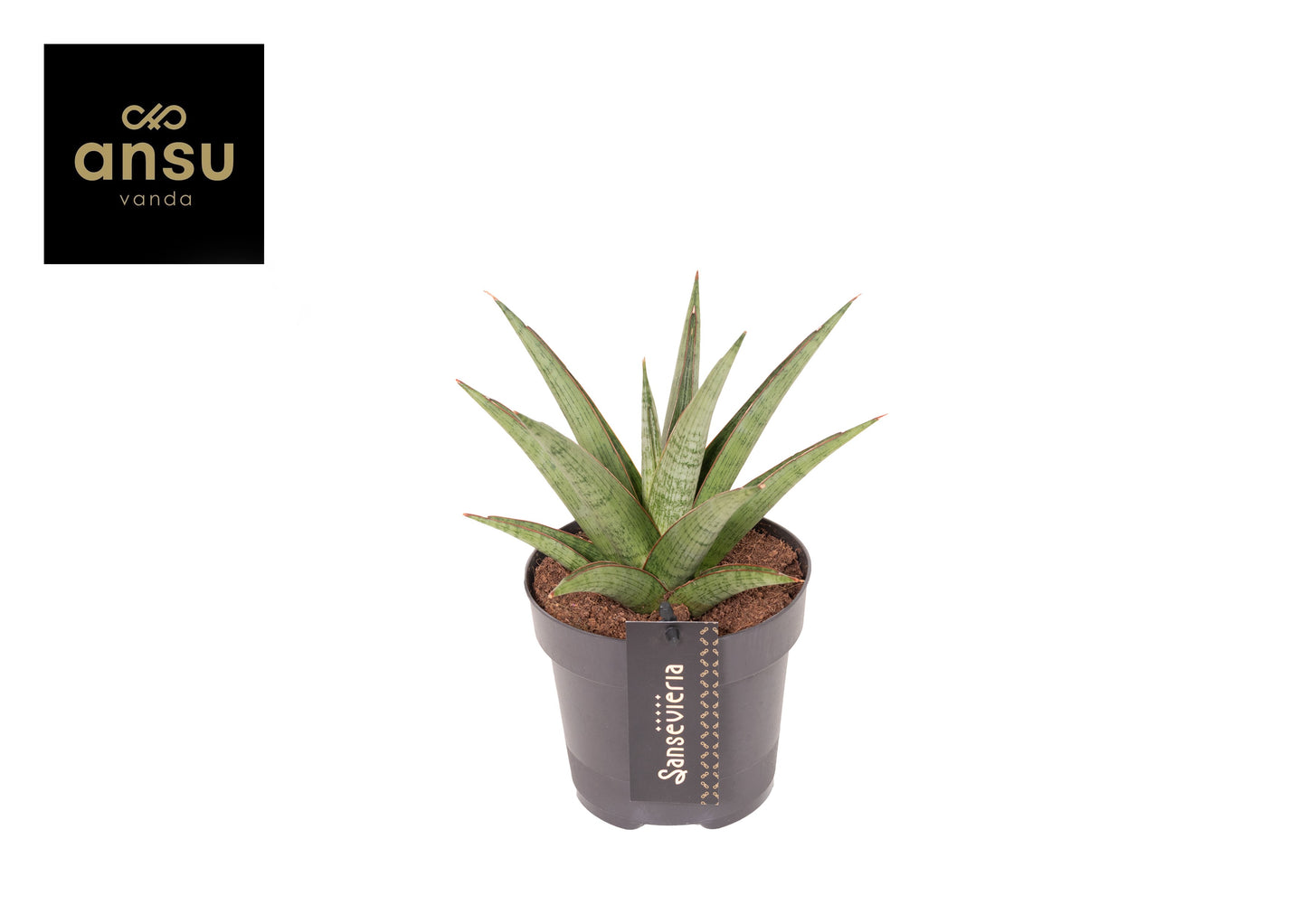 Sansevieria 35cm 12cm Pot