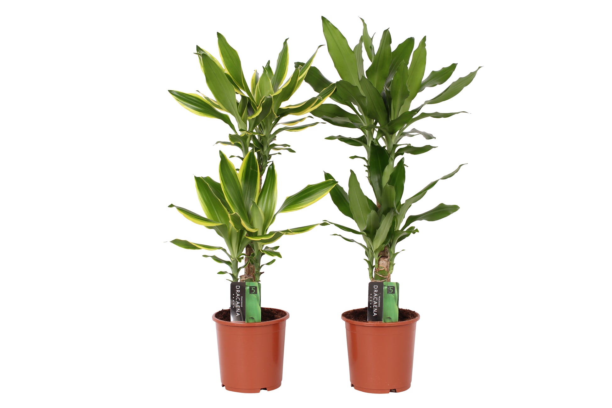 Dracaena fragrans mix 70cm 17cm Pot