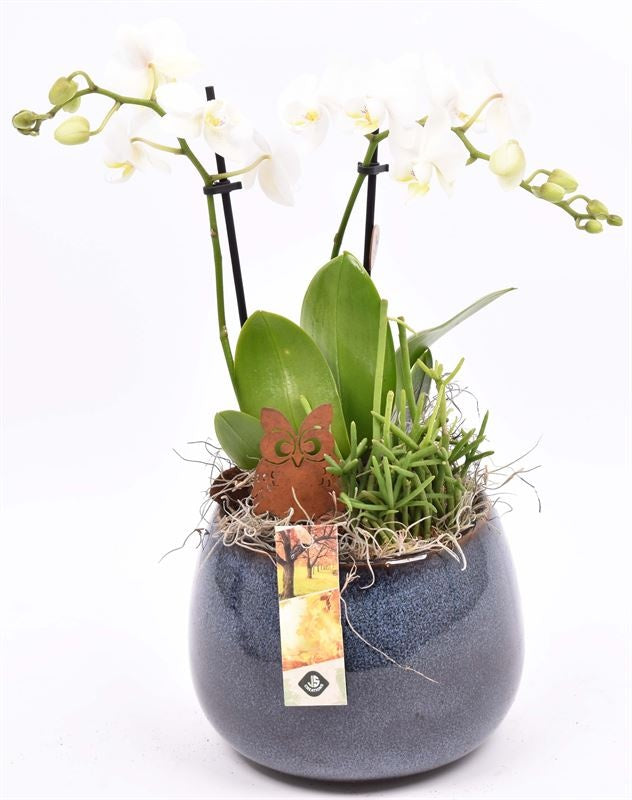JS-Creations arr. Phalaenopsis Pack of 6