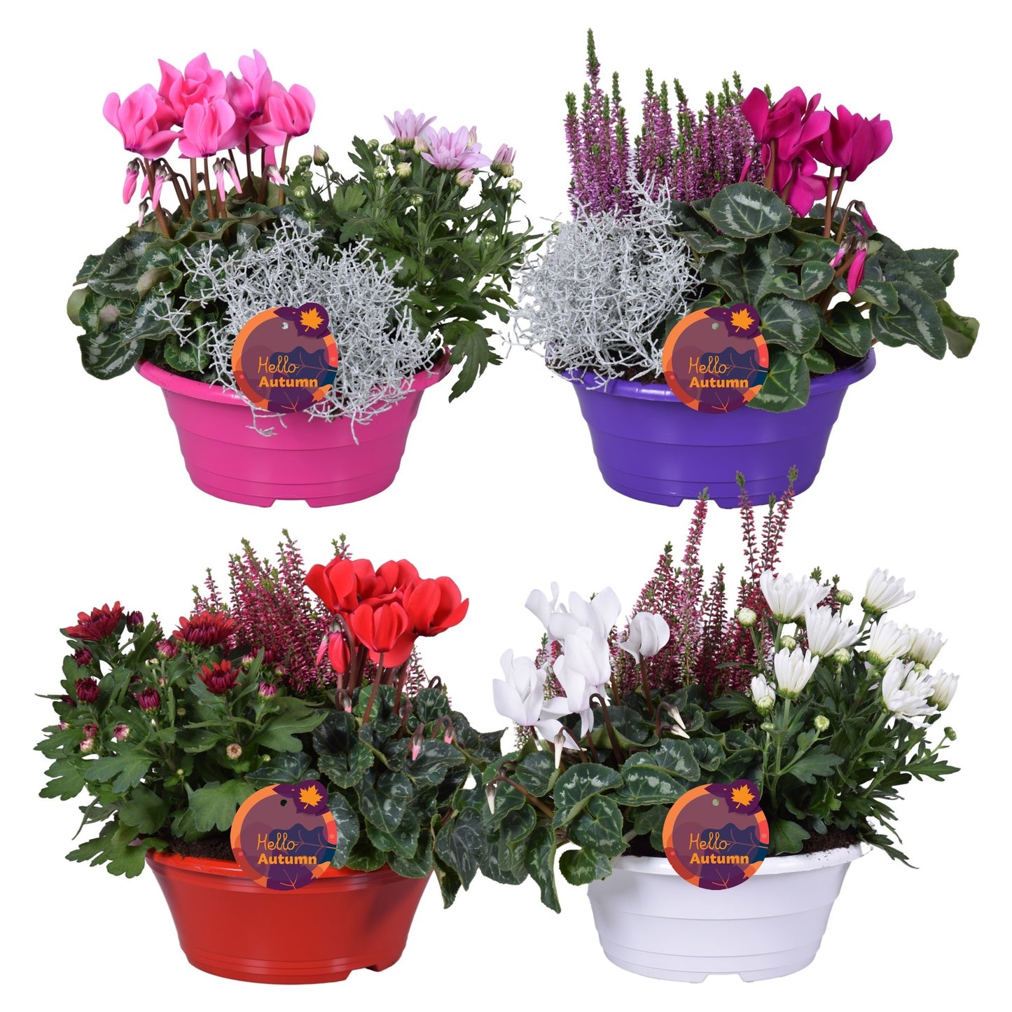 Bedding plants mixpot 30cm 23cm Pot