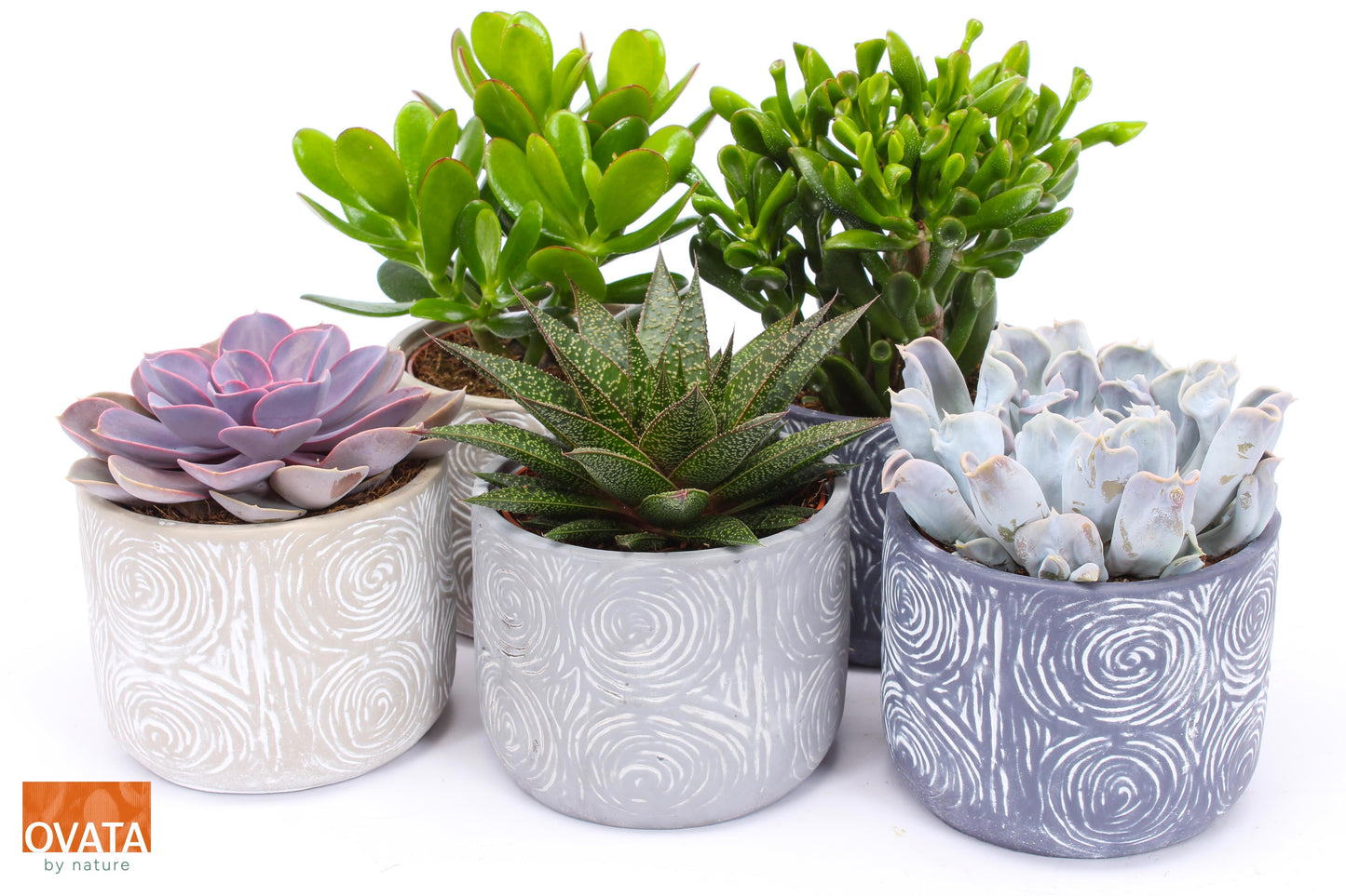 Ovata BV Succulenten mix (+ drp.Toledo) Pack of 5