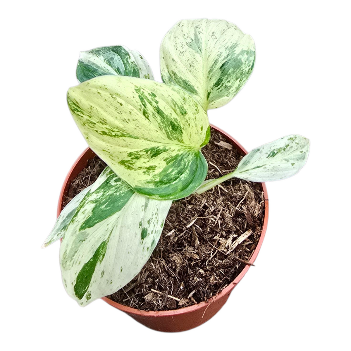 Homalomena Maggy 15cm 7cm Pot
