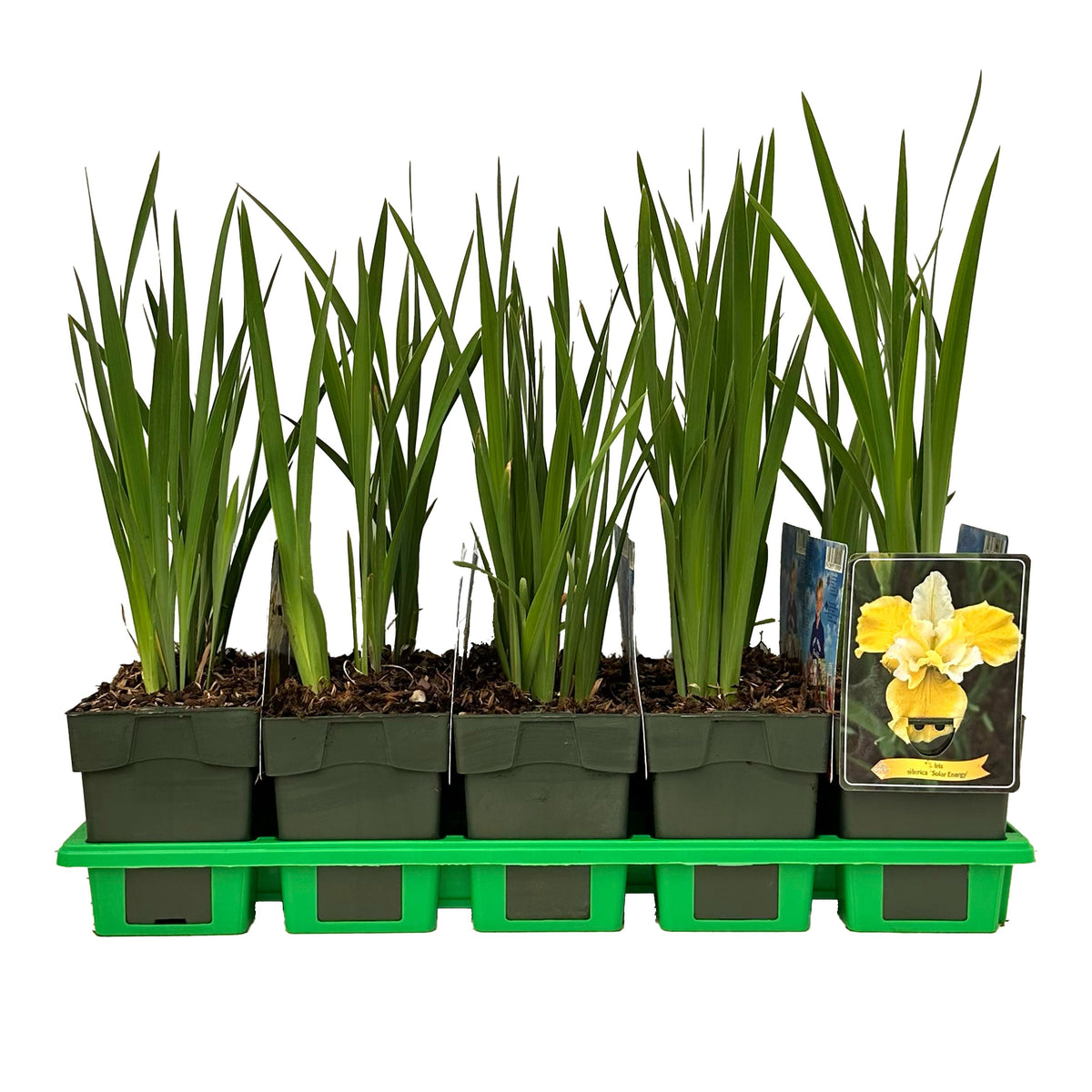 Iris sibirica 25cm 11cm Pot